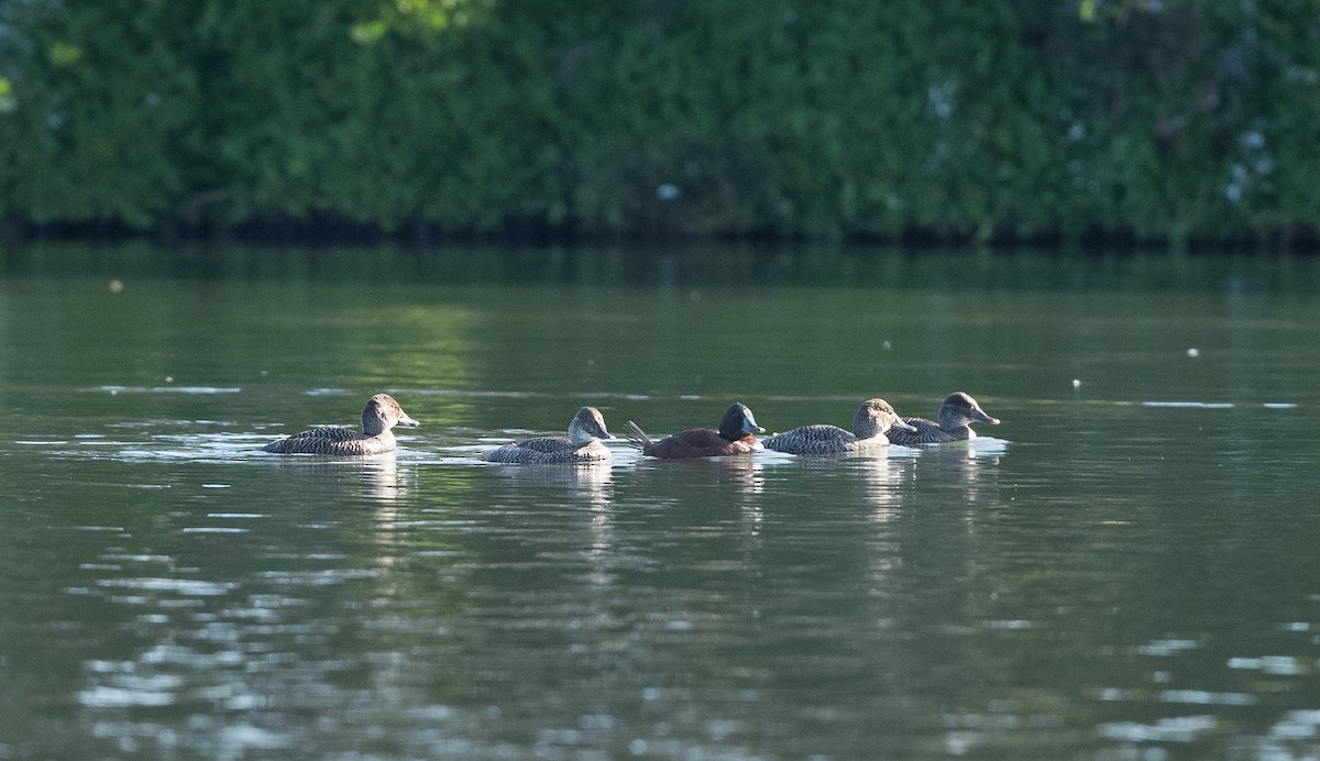 kachnice australská - ML639088911