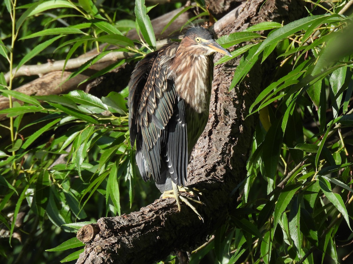 Green Heron - ML639088925