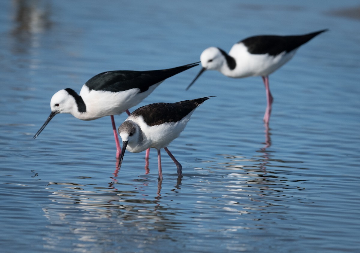 pisila bělohlavá - ML639088928