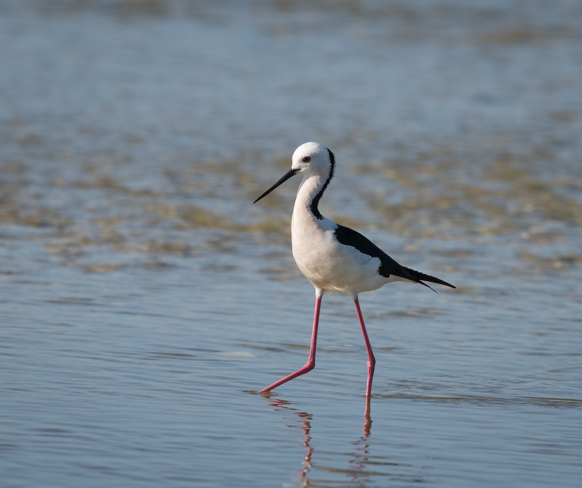 pisila bělohlavá - ML639088929