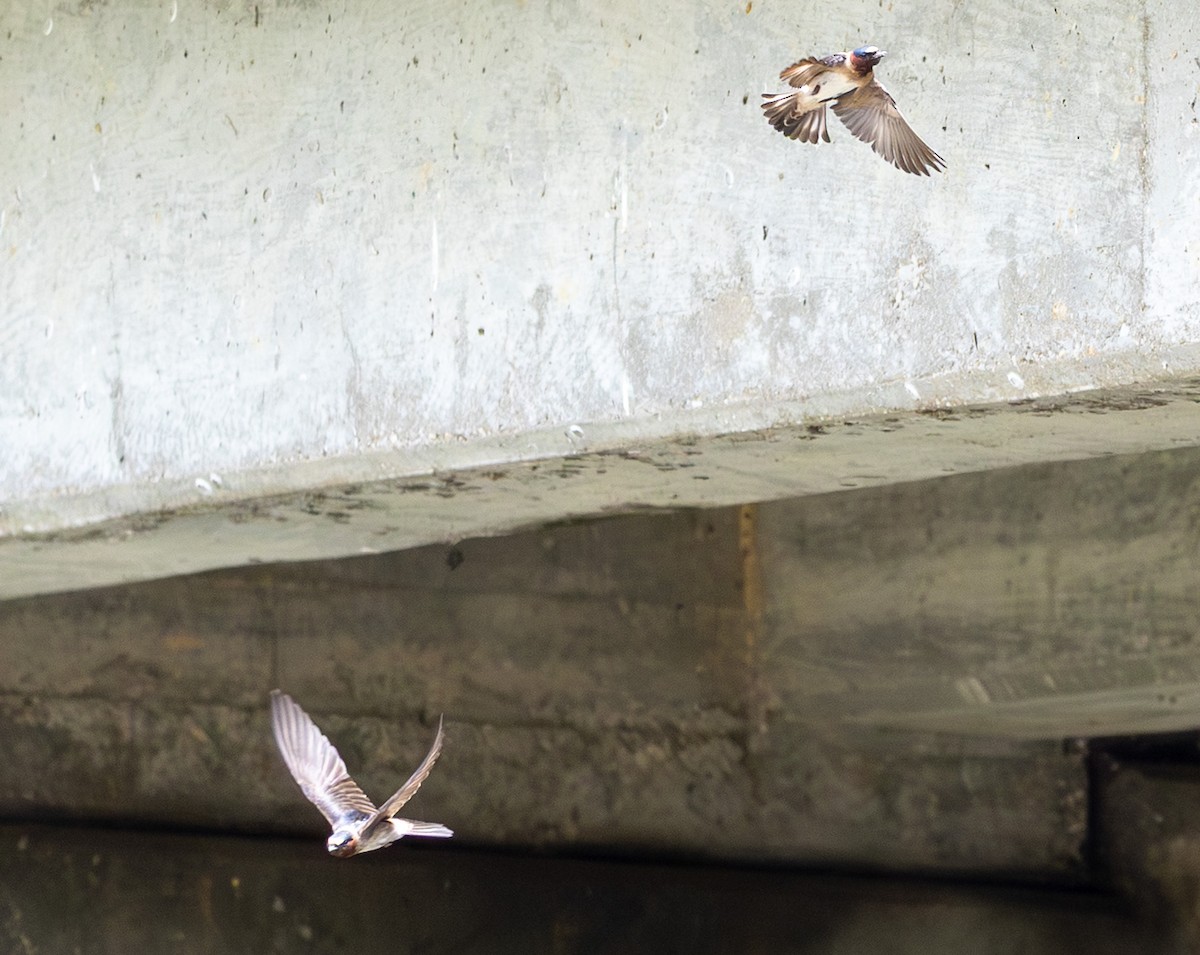 Cliff Swallow - ML639088931