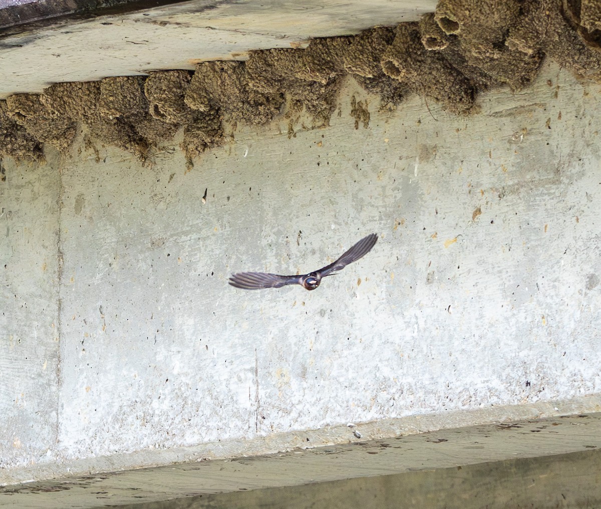Cliff Swallow - ML639088932