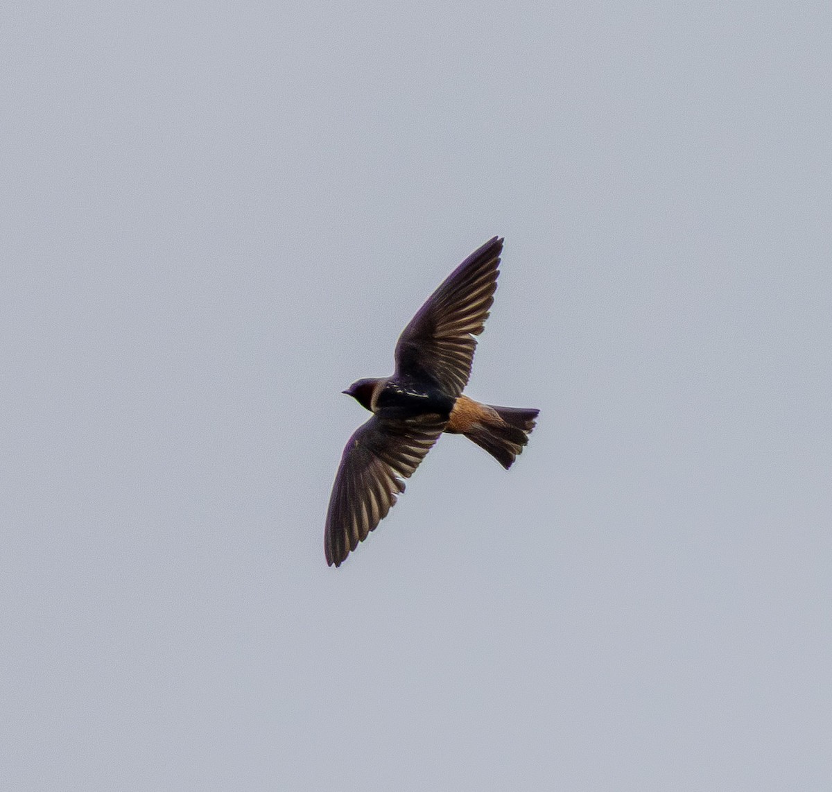 Cliff Swallow - ML639088933