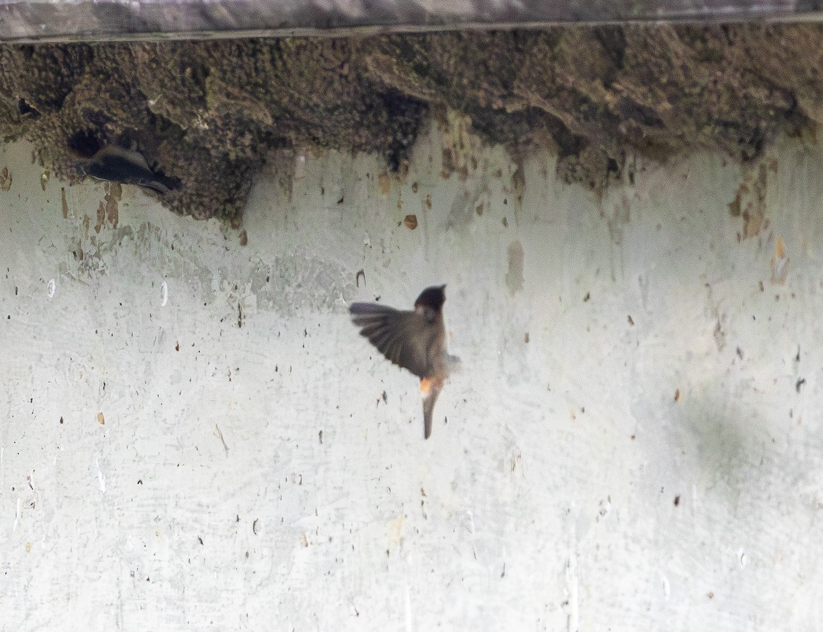 Cliff Swallow - ML639088935
