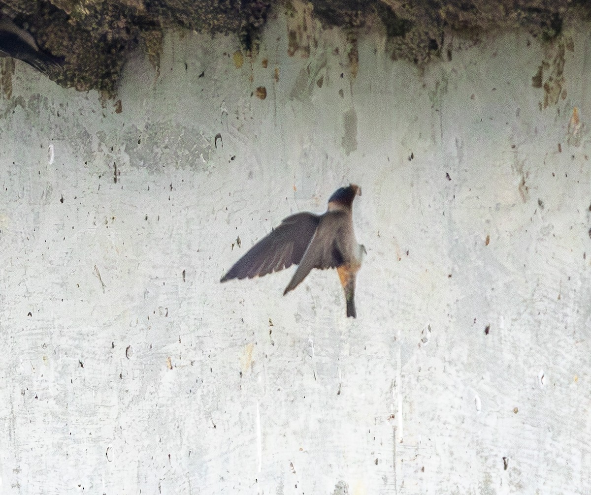 Cliff Swallow - ML639088936