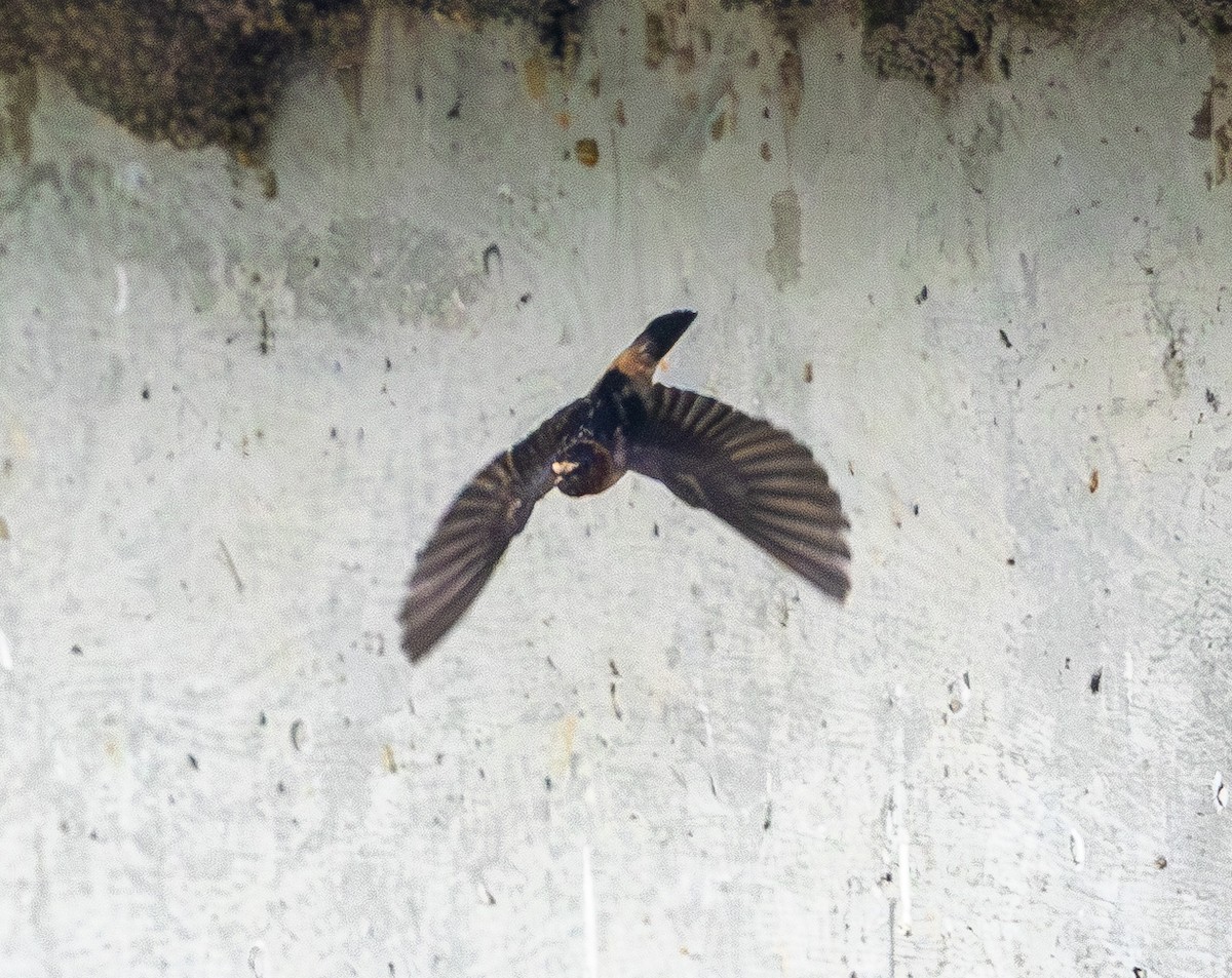 Cliff Swallow - ML639088937