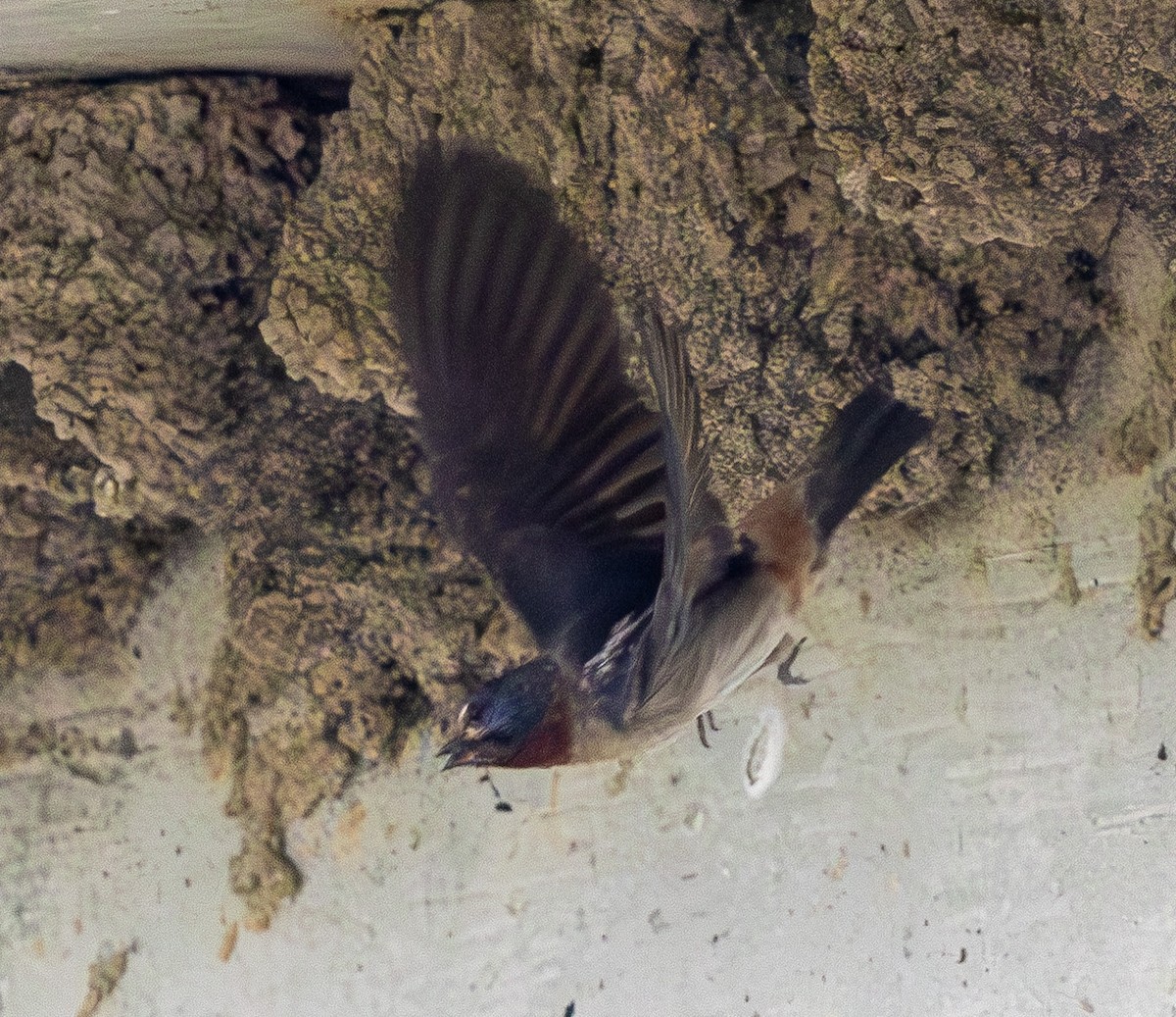Cliff Swallow - ML639088940
