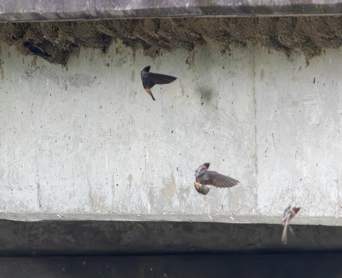 Cliff Swallow - ML639088942