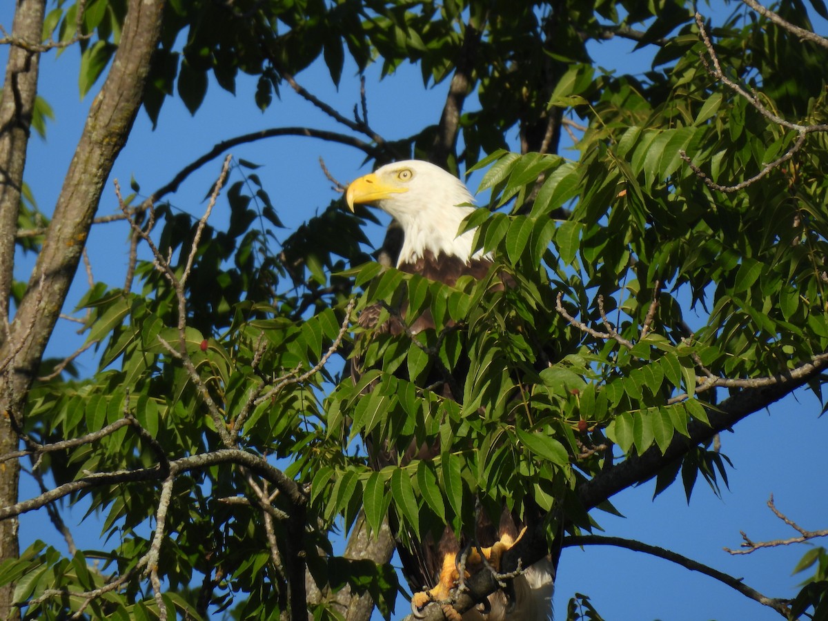 Bald Eagle - ML639088943