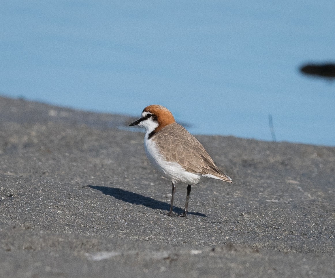 kulík rezavotemenný - ML639088950