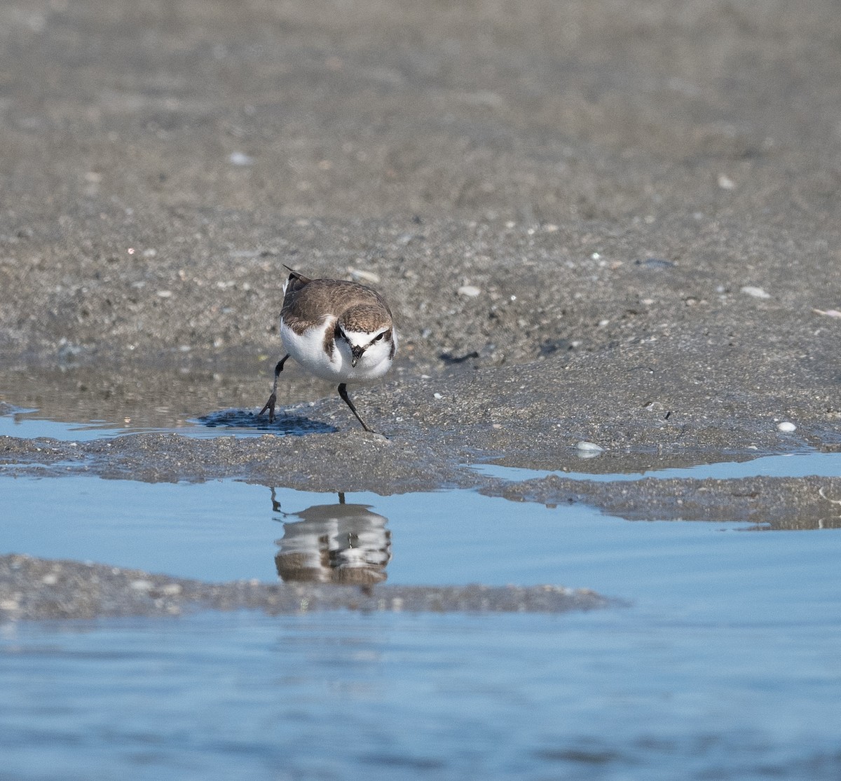 kulík rezavotemenný - ML639088963