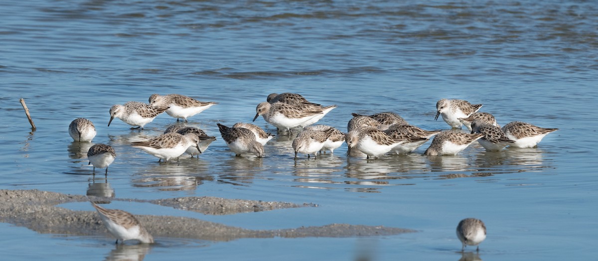 jespák rudokrký - ML639088972