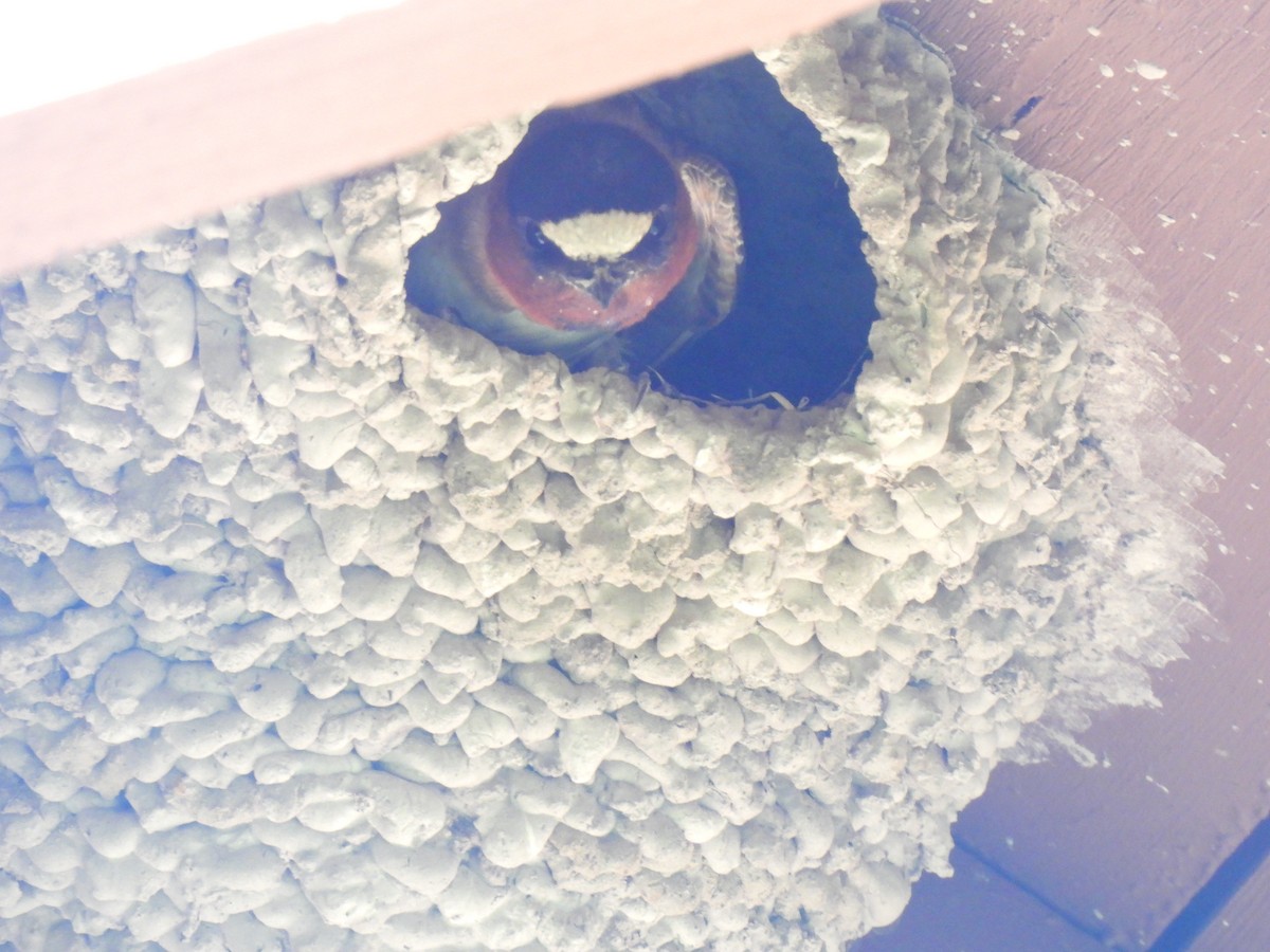 Cliff Swallow - ML639088973
