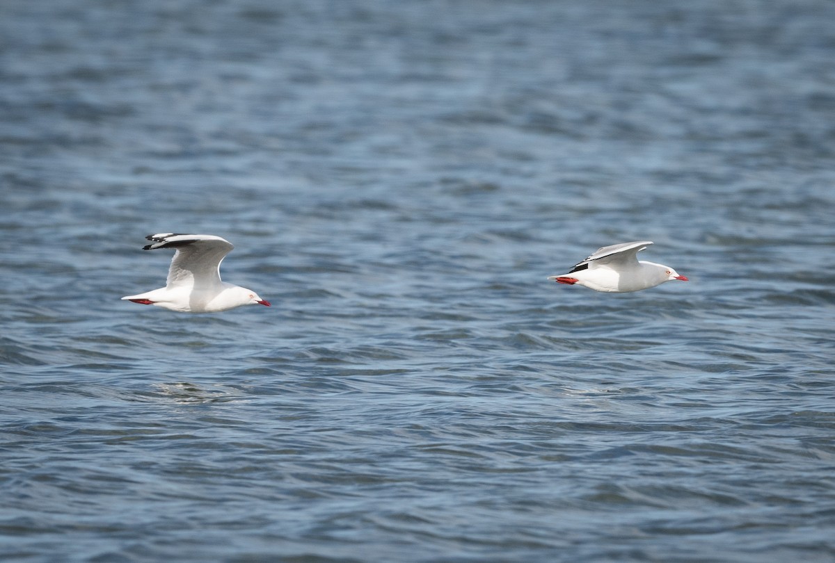 racek australský - ML639088977