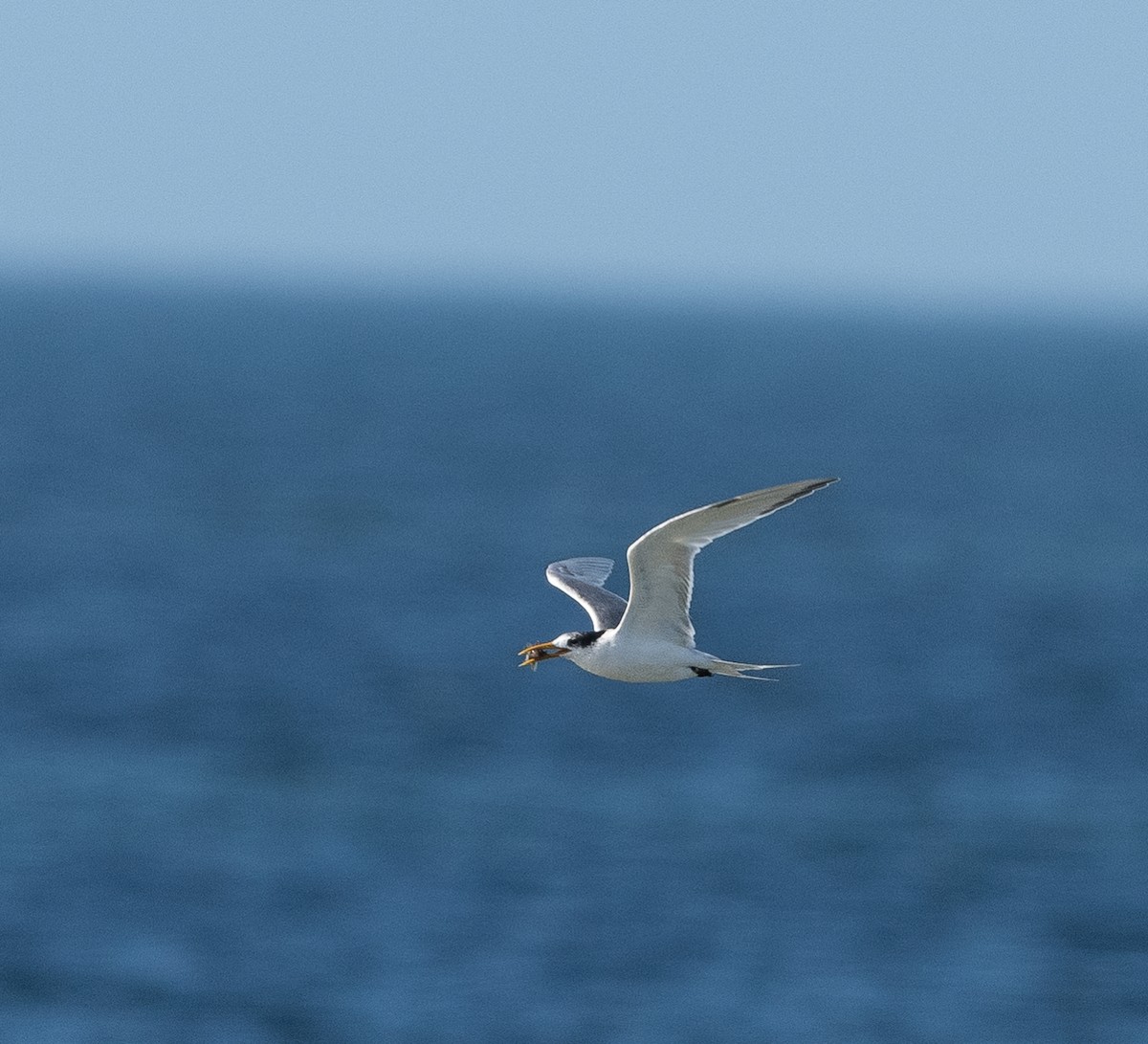 rybák australský - ML639088989