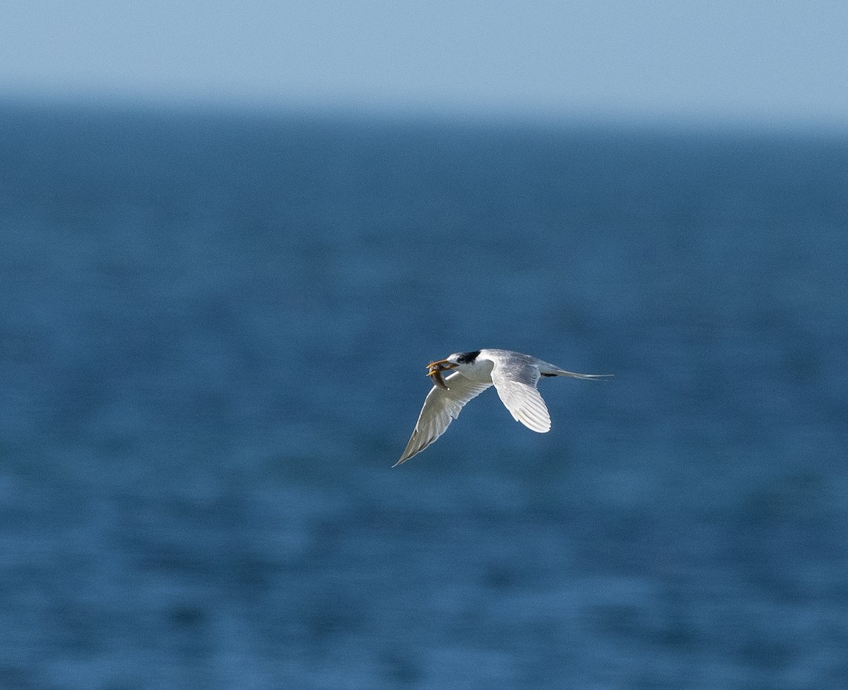 rybák australský - ML639088990