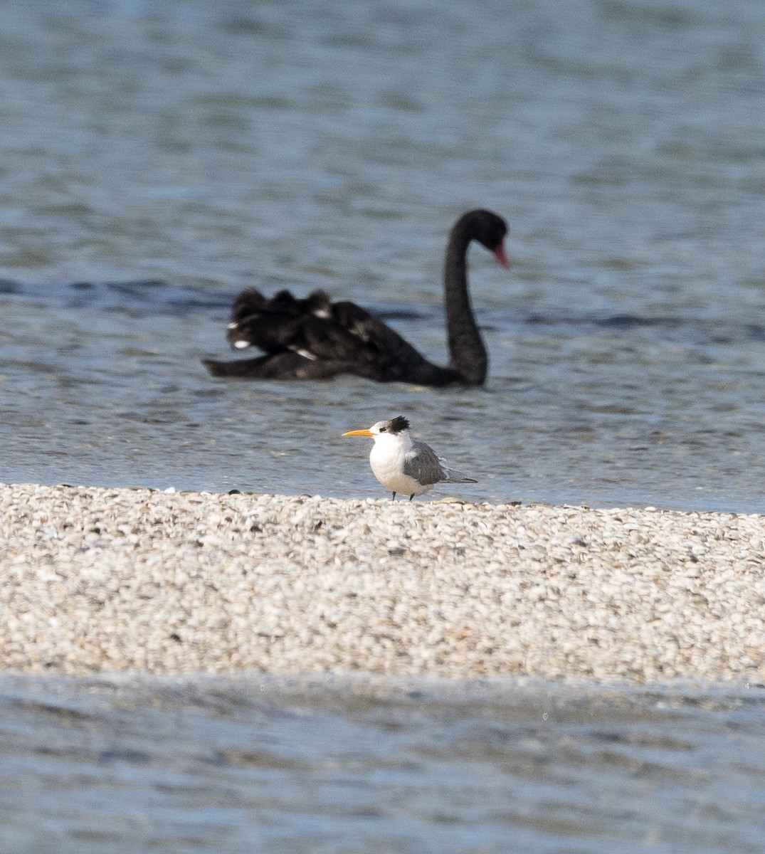 rybák chocholatý - ML639088996