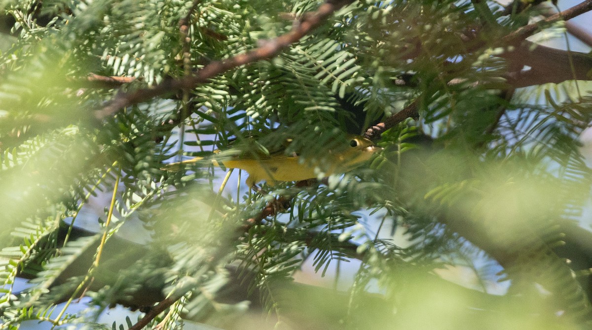 Yellow Warbler (Northern) - ML639089002