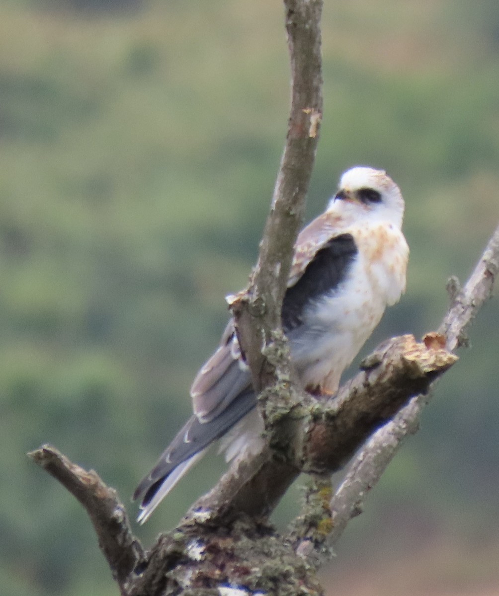 White-tailed Kite - ML639089006