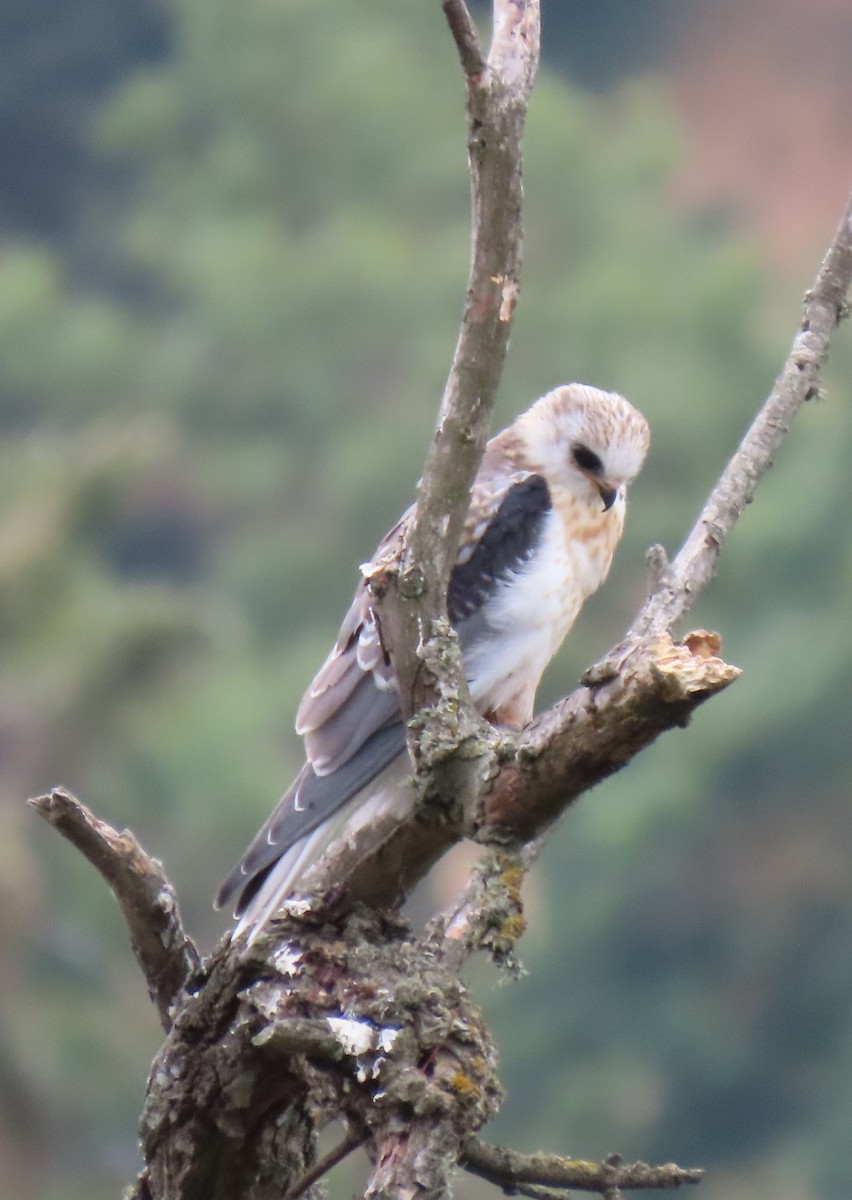 White-tailed Kite - ML639089007