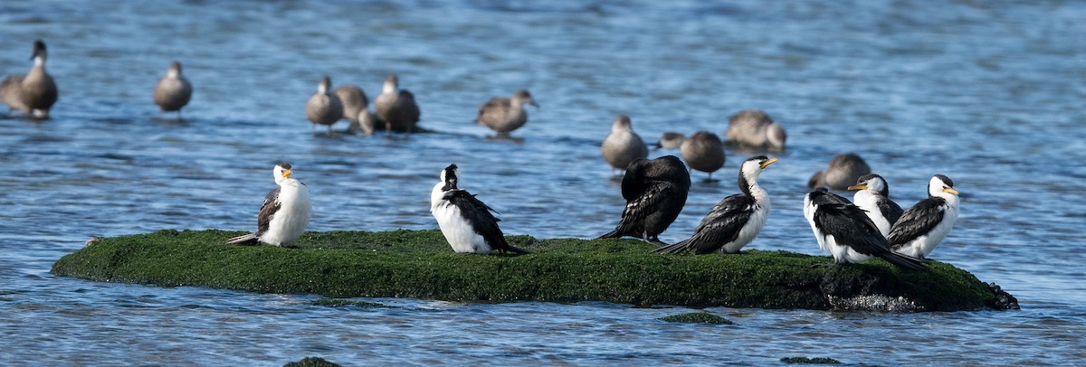 kormorán černobílý - ML639089008