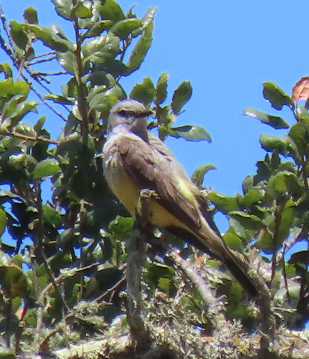 Western Kingbird - ML639089017