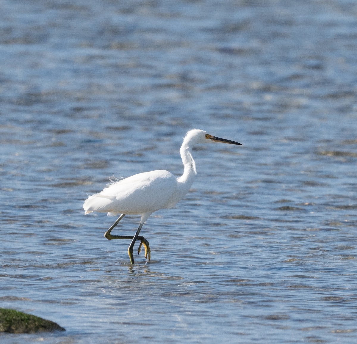 Little Egret - ML639089019