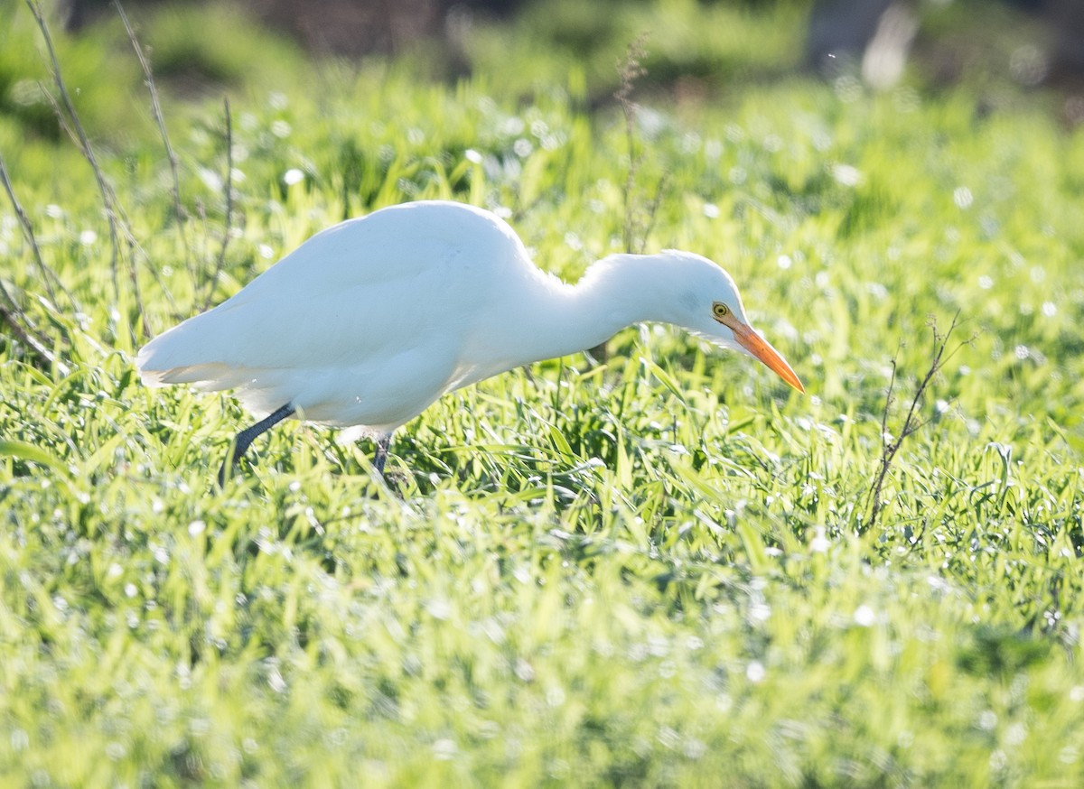 volavka dobytčí - ML639089031