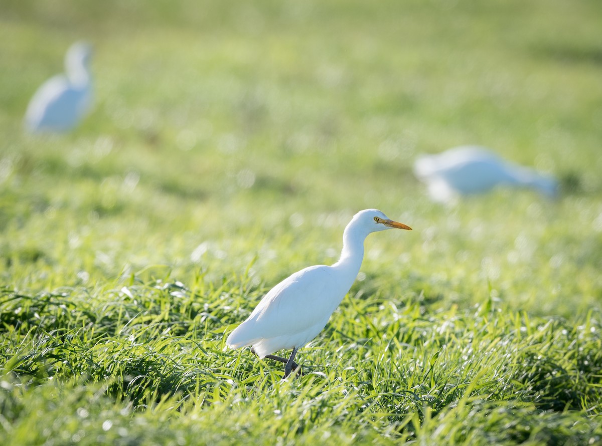 volavka dobytčí - ML639089032