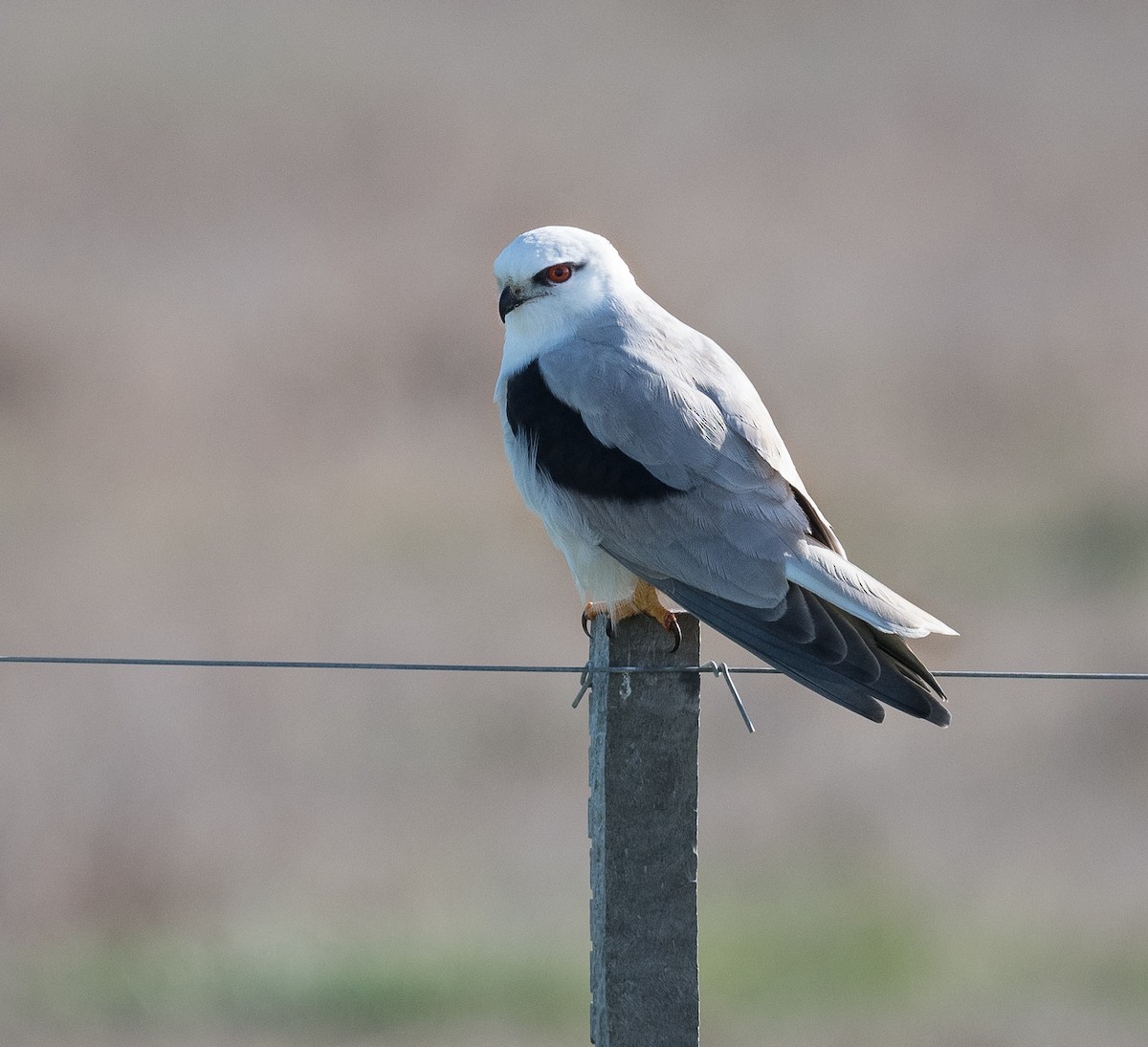 luněc australský - ML639089046