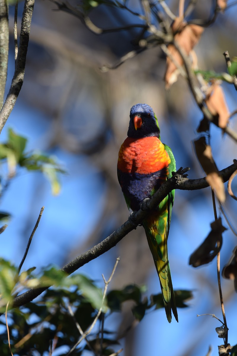 Rainbow Lorikeet - ML639089047