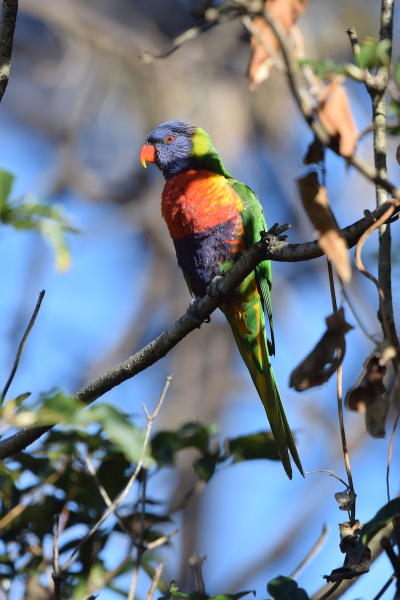 Rainbow Lorikeet - ML639089048