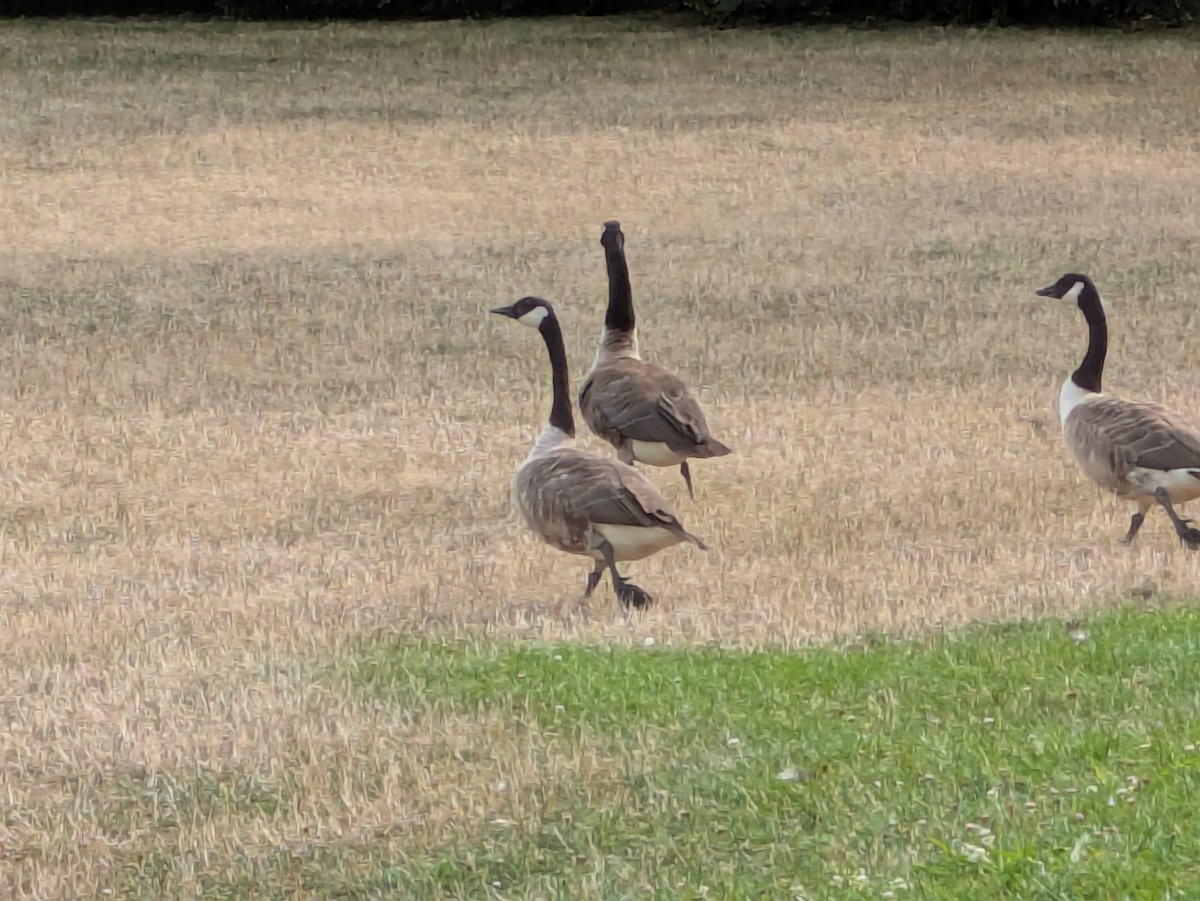 Canada Goose - ML639089051
