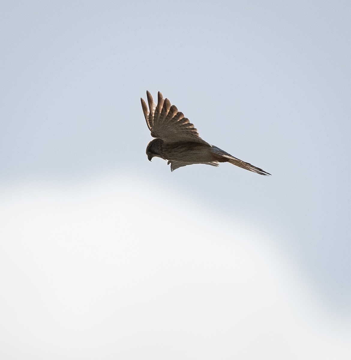 poštolka australská - ML639089052