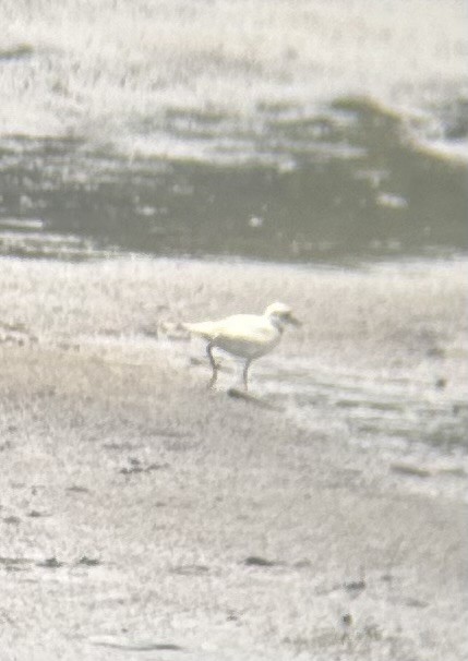 Killdeer - ML639089059