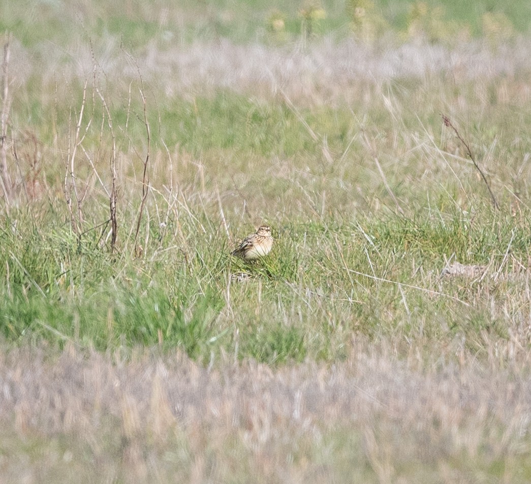 skřivan polní - ML639089060