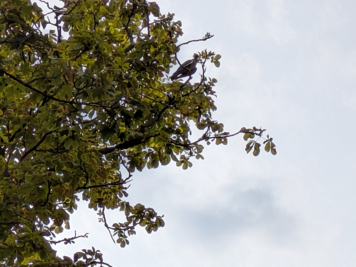 Common Wood-Pigeon - ML639089086