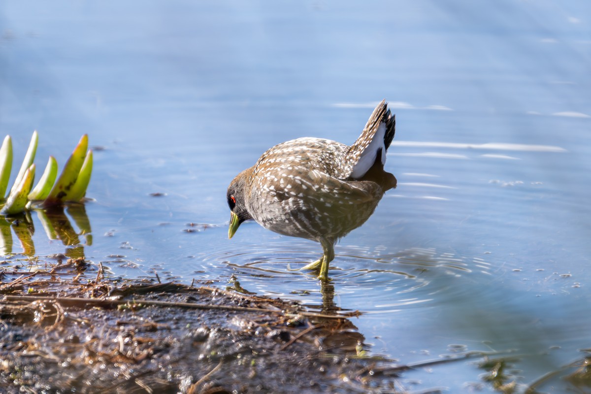 Australian Crake - ML639089088