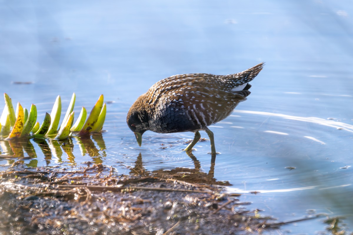 Australian Crake - ML639089089