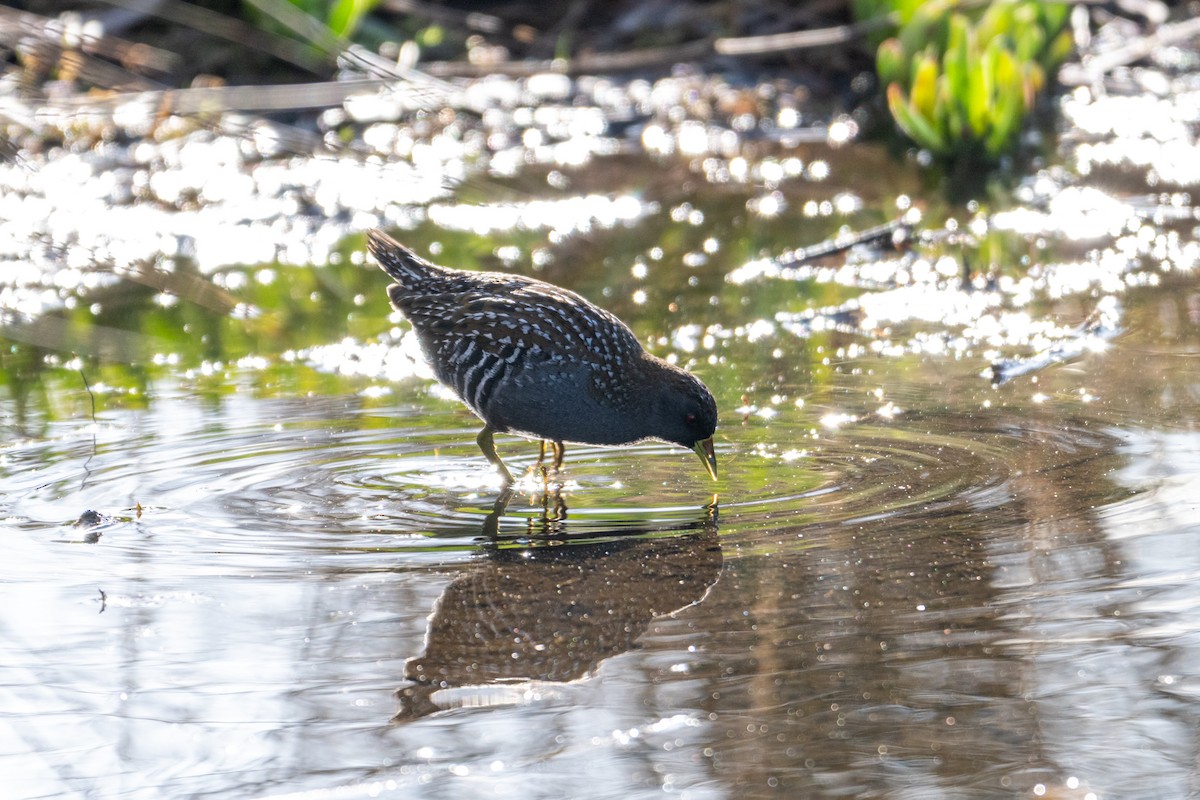 Australian Crake - ML639089091