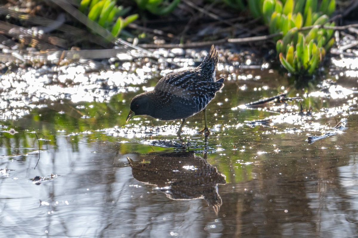 Australian Crake - ML639089092
