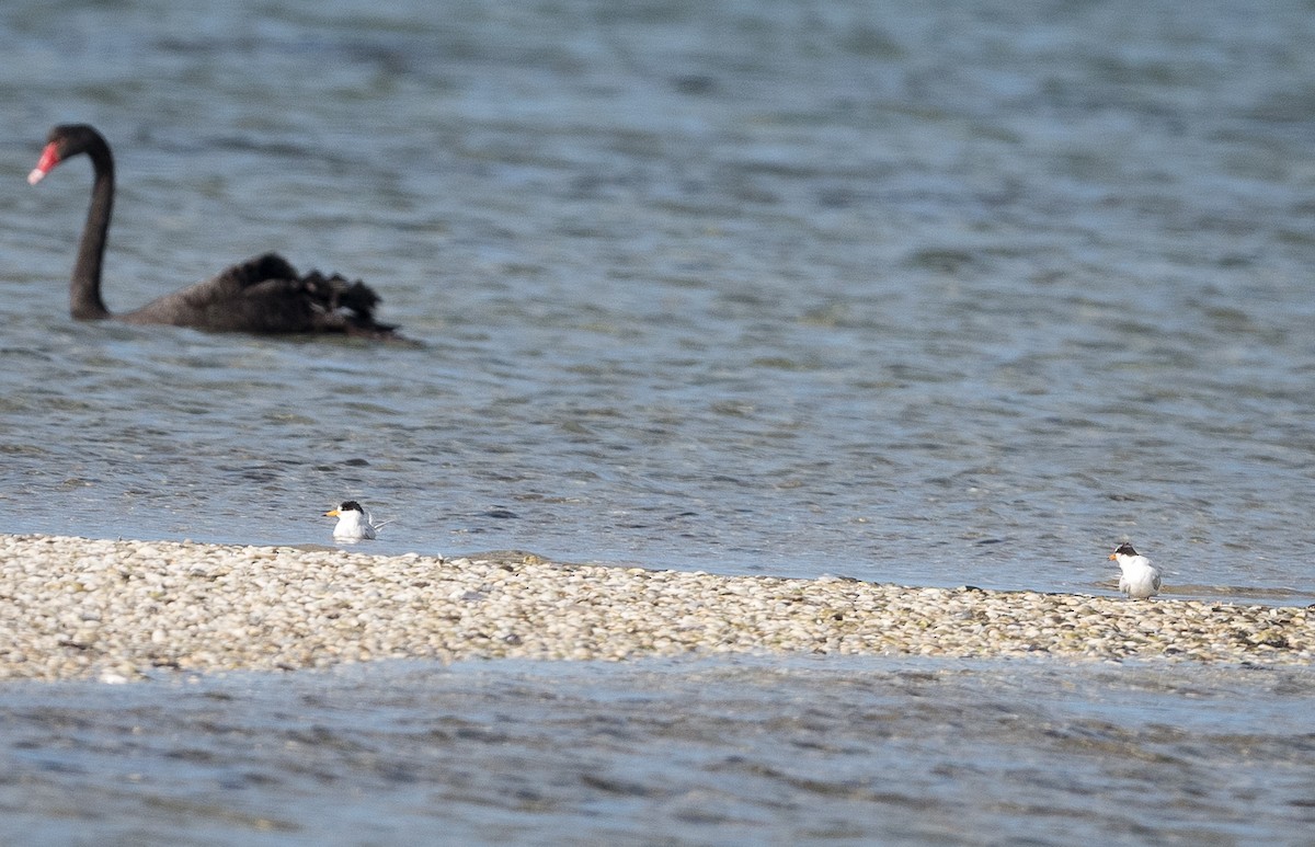 rybák australský - ML639089093