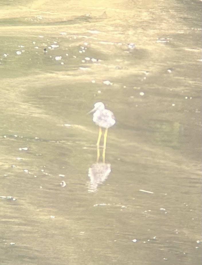 Greater Yellowlegs - ML639089099