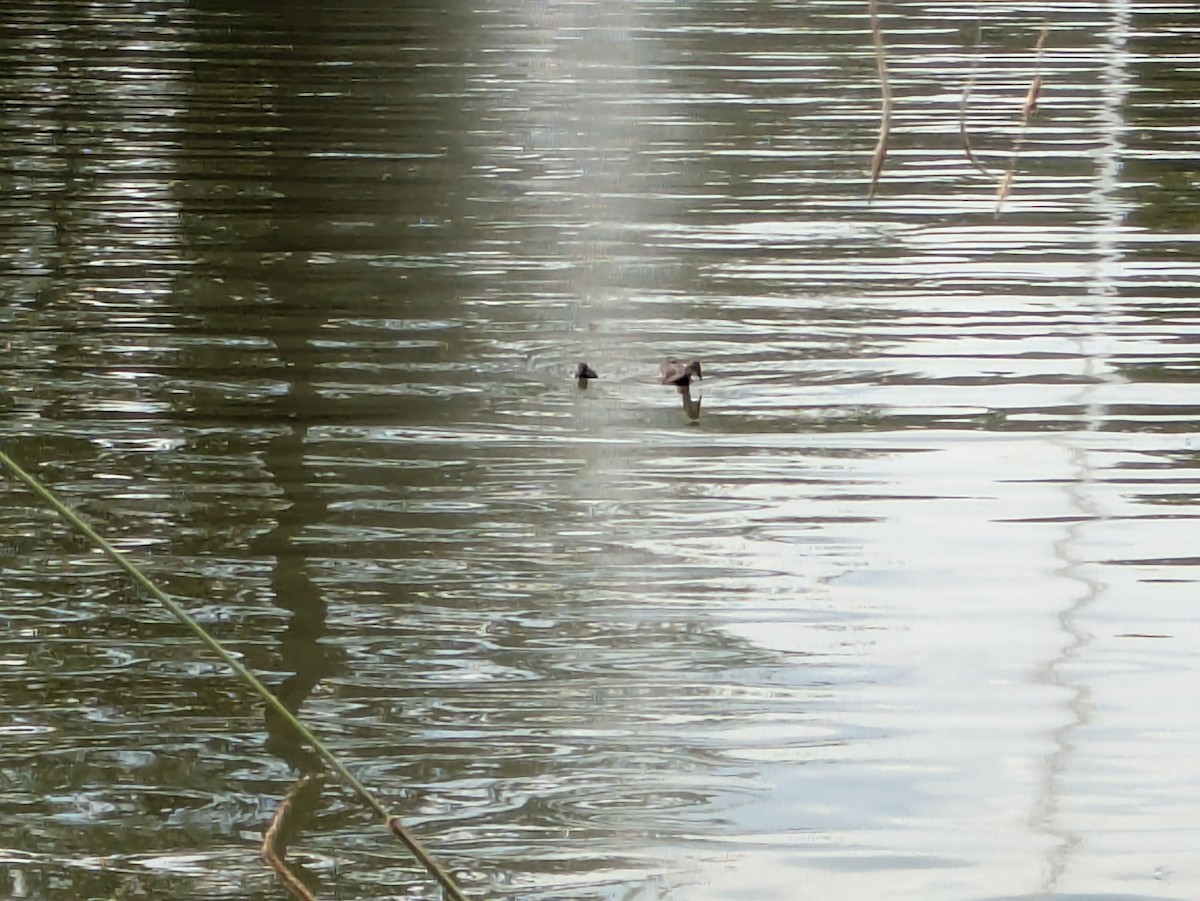 Eurasian Moorhen - ML639089100