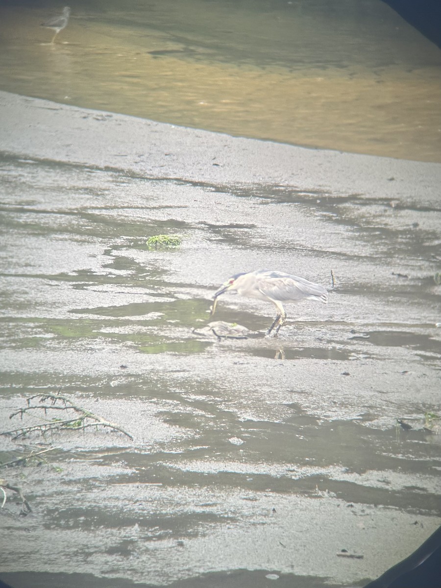 Black-crowned Night Heron - ML639089111