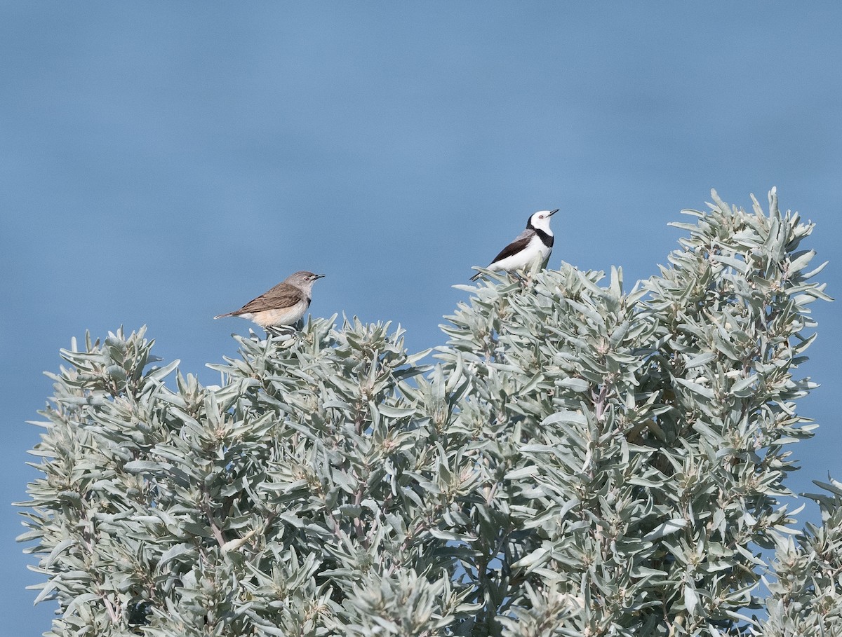 White-fronted Chat - ML639089139