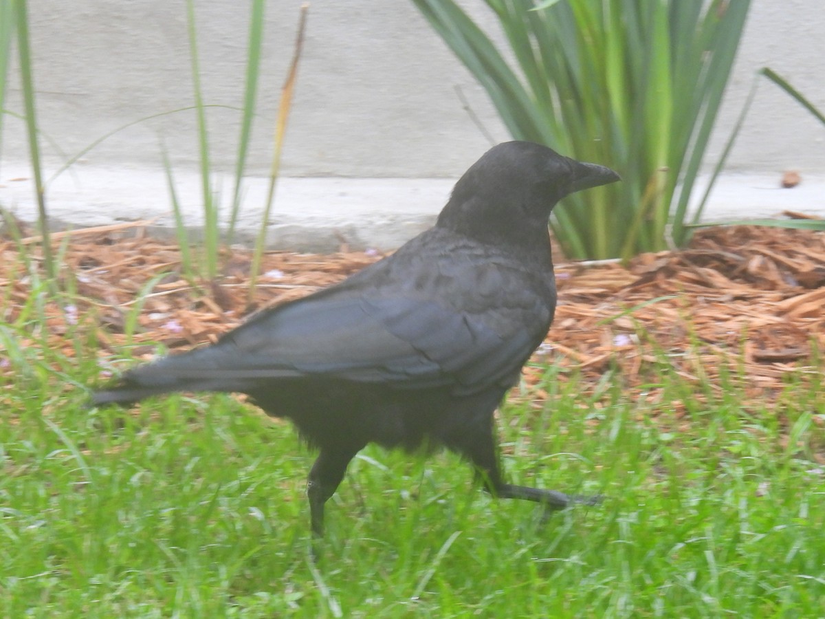 American Crow - ML639089151