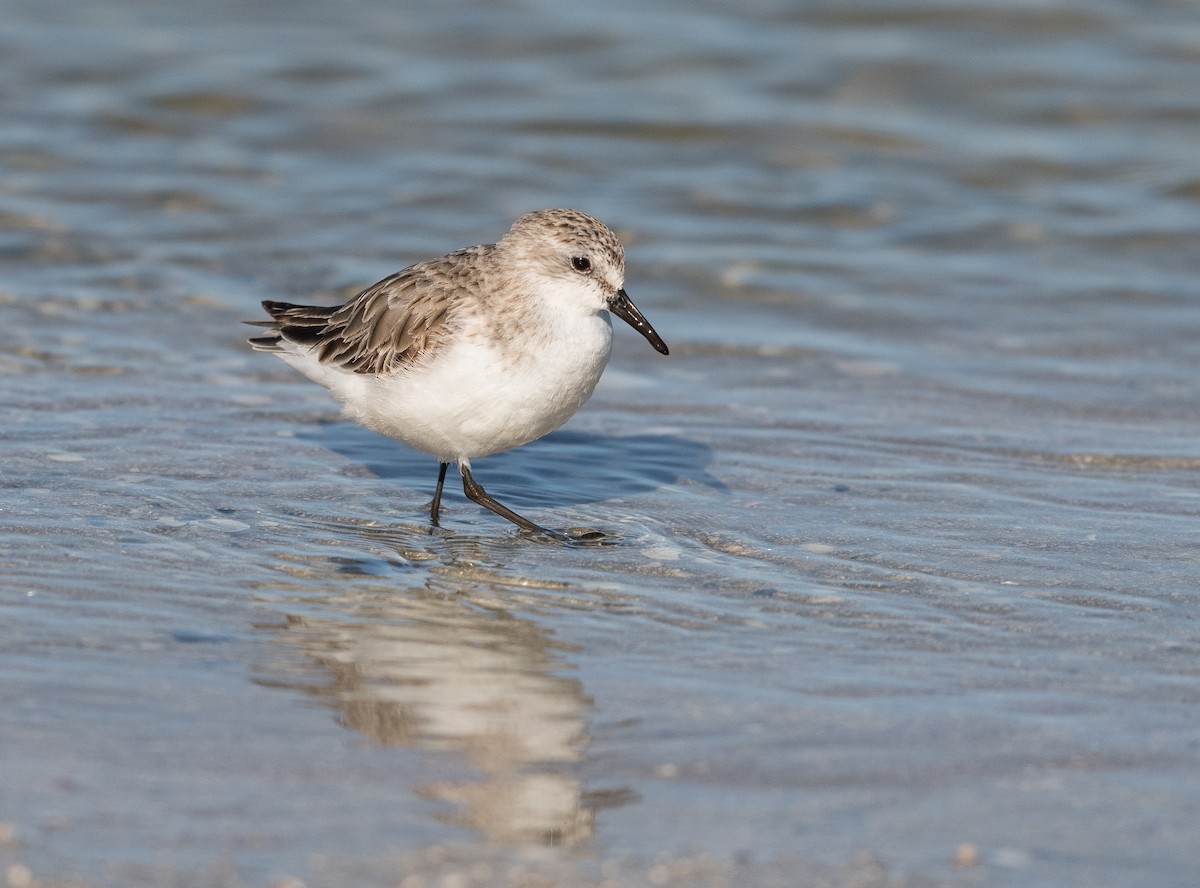 jespák rudokrký - ML639089155