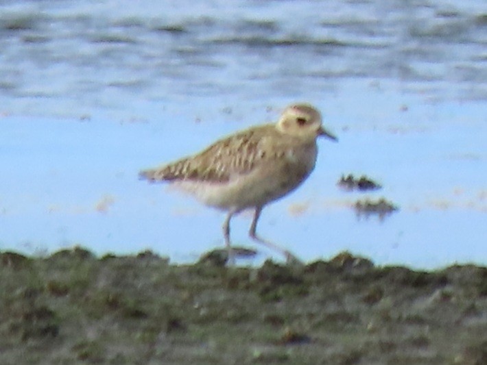 Pacific Golden-Plover - ML639089243