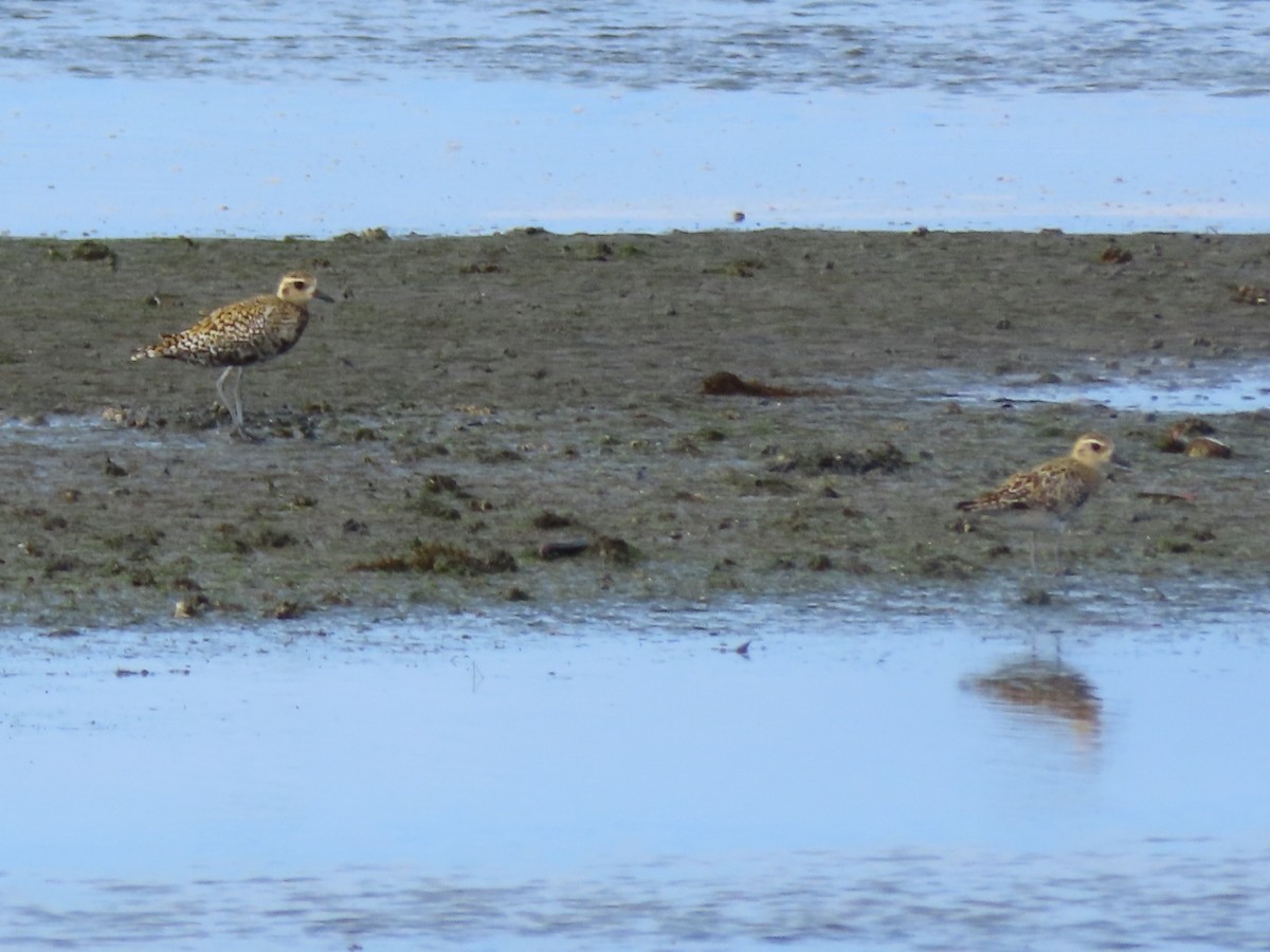 Pacific Golden-Plover - ML639089244